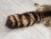 Raccoon Skin: Trading Post (#1) Grade: 22" to 23" - 126-1-M (Y1KWR)