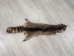Raccoon Skin: Trading Post (#1) Grade: 22" to 23" - 126-1-M (Y1KWR)