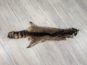 Raccoon Skin: Trading Post (#1) Grade: 22" to 23" 