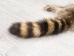 Raccoon Skin: Trading Post (#1) Grade: <22" - 126-1-S (Y2LWR)