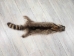 Raccoon Skin: Trading Post (#1) Grade: <22" - 126-1-S (Y2LWR)