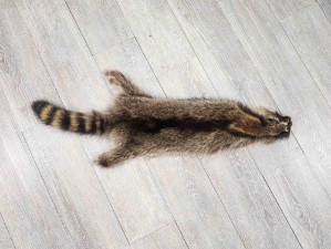 Raccoon Skin: Trading Post (#1) Grade: <22" 