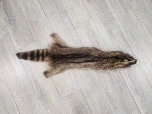 Raccoon Skin: Craft (#2) Grade: 24"+ 