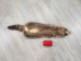 Raccoon Skin: Craft (#2) Grade: 22" to 23" - 126-2-M (Y1KRJ)
