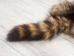 Raccoon Skin: Craft (#2) Grade: 22" to 23" - 126-2-M (Y1KRJ)