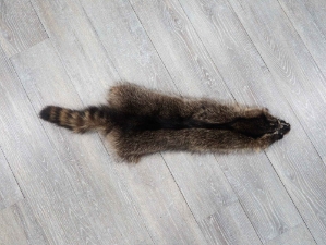 Raccoon Skin: Craft (#2) Grade: 22" to 23" 
