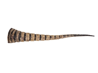 Armadillo Tail: Large: 14"+ 