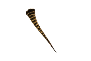 Armadillo Tail: Large: 12" to 14" 