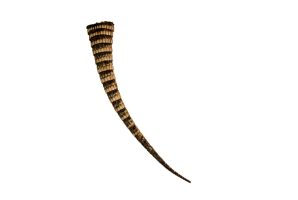 Armadillo Tail: Medium: 10" to 12" 
