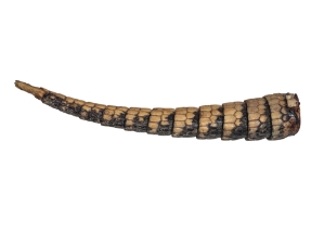 Armadillo Tail: Small: <10" 