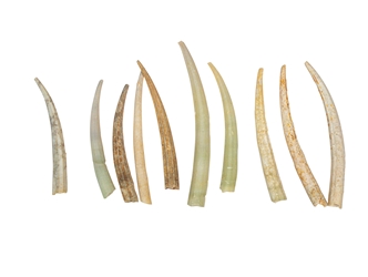 Dentalium longitrorsum Shell: Low Quality (10-pack) dentalia, tusk shells