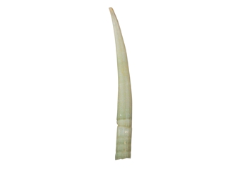 Dentalium longitrorsum Shell: Specimen Quality Creamy dentalia, tusk shells