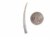 Dentalium longitrorsum Shell: Specimen Quality White - 1382-PC-SW (Y2J)
