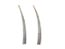 Dentalium longitrorsum Shell: Specimen Quality White - 1382-PC-SW (Y2J)