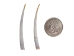 Dentalium longitrorsum Shell: Specimen Quality White - 1382-PC-SW (Y2J)
