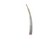 Dentalium longitrorsum Shell: Specimen Quality White - 1382-PC-SW (Y2J)
