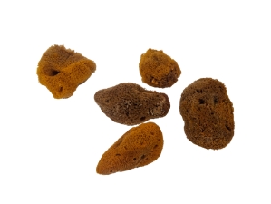 Sponge: 2" to 3" (5 pack) 