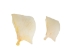 Bigmouth Buffalo Fish Gill Plate - 1390-10-AS (Y1XC09)