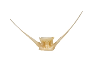 Bigmouth Buffalo Fish Vertebrae buffalofish