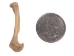 Red Ear Turtle Leg Bone - 1391-20-AS (Y2DC01)