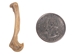 Red Ear Turtle Leg Bone - 1391-20-AS (9UV)