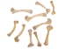 Red Ear Turtle Leg Bone - 1391-20-AS (Y2DC01)