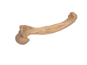 Red Ear Turtle Leg Bone 
