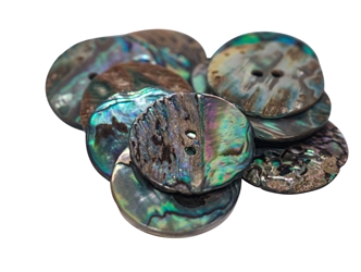 Paua Shell Button: 40L (25mm or 1") (12 pack) 
