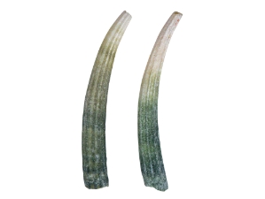 Dentalium Elephantinum Shell (2-pack) dentalia, tusk shells