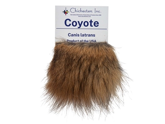 Educational Fur Card: Coyote 