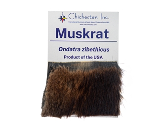 Educational Fur Card: Muskrat 