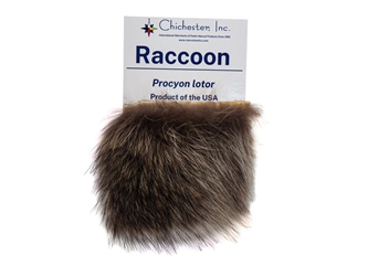 Educational Fur Card: Raccoon 