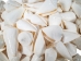 Conus inscriptus Snail Shells (kg) - 1411-KG-AS (Y3JRE)