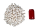 Conus inscriptus Snail Shells (kg) - 1411-KG-AS (Y3JRE)