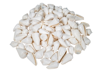 Conus inscriptus Snail Shells (kg) 