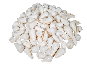 Conus inscriptus Snail Shells (kg) 