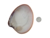 Pink Clam Shells: 3" to 5" - 1413-0305-AS (10UBBR4)