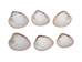 Pink Clam Shells: 3" to 5" - 1413-0305-AS (10UBBR4)