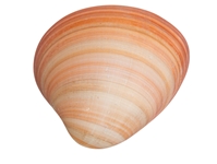 Pink Clam Shells: 3" to 5" 