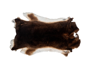 #1 Rex Rabbit: Castor (Czech) 