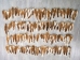 Deer Tail: Natural White Color: Short-Hair - 148-201S (Y1LRH)