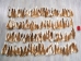 Deer Tail: Natural White Color: Short-Hair - 148-201S (Y1LRH)