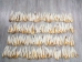 Deer Tail: Natural White Color: Short-Hair - 148-201S (Y1LRH)