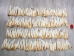 Deer Tail: Natural White Color: Short-Hair - 148-201S (Y1LRH)