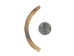 Beaver Tooth: Large - 174-300-L (Y2DC02)