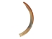 Beaver Tooth: Large - 174-300-L (Y2DC02)