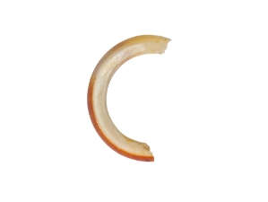Beaver Tooth: Medium 