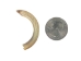 Beaver Tooth: Small - 174-300-S (Y2DC01)