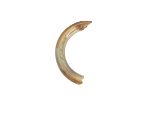 Beaver Tooth: Small 