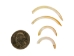 Muskrat Tooth - 174-310 (Y2DC01)